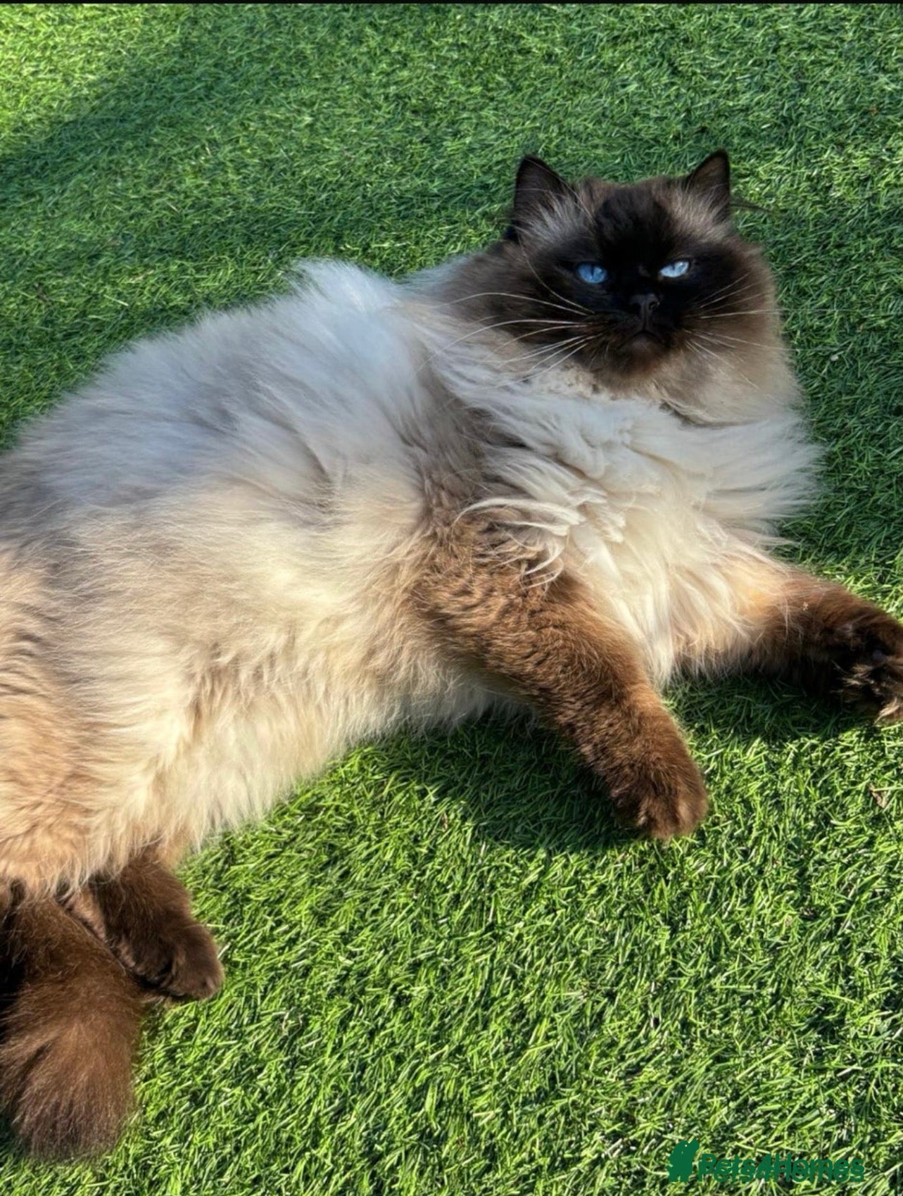 Ragdoll cats Gccf active Ragdoll stud  - Advert 2