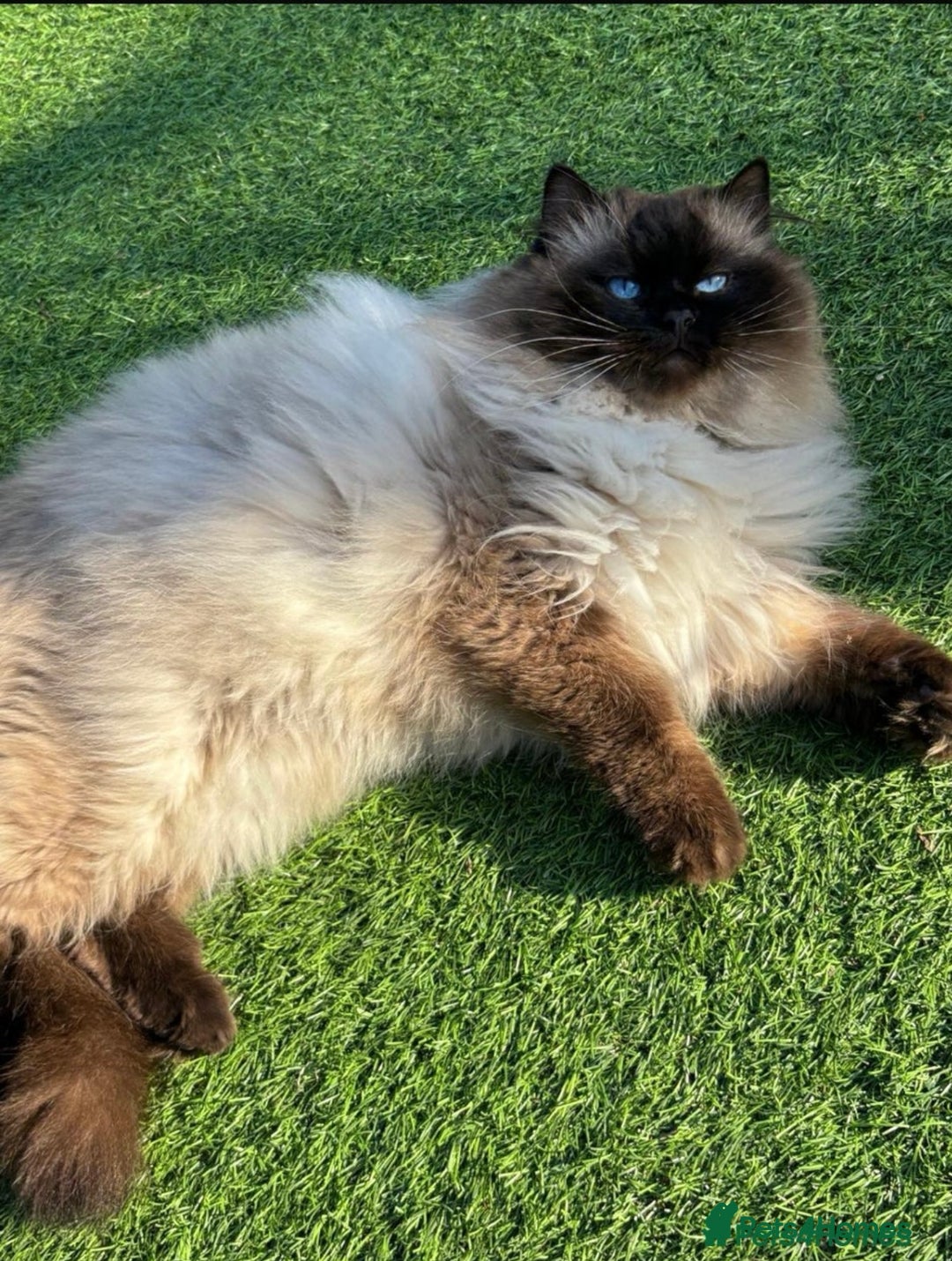 Ragdoll cats for stud: Gccf active Ragdoll stud  - Image 2