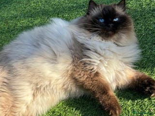 Ragdoll cats Gccf active Ragdoll stud - Advert 19