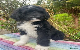 Bernedoodle dogs for sale: 1 Bernedoodle Male - Image 2