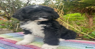 Bernedoodle dogs - Advert 11