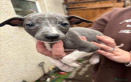 Whippet dogs for sale: Whippet pups x14 - Advert 20
