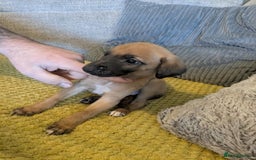 Lurcher dogs for sale: Lurcher pups whippet cross  - Image 7