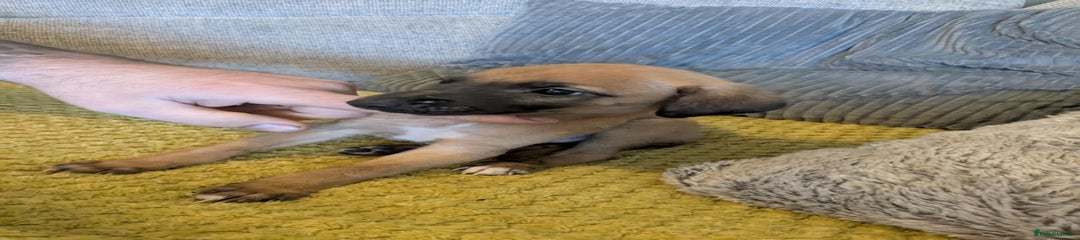 Lurcher Puppy 2