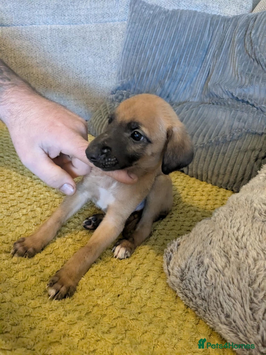 Lurcher dogs for sale: Lurcher pups whippet cross  - Image 7