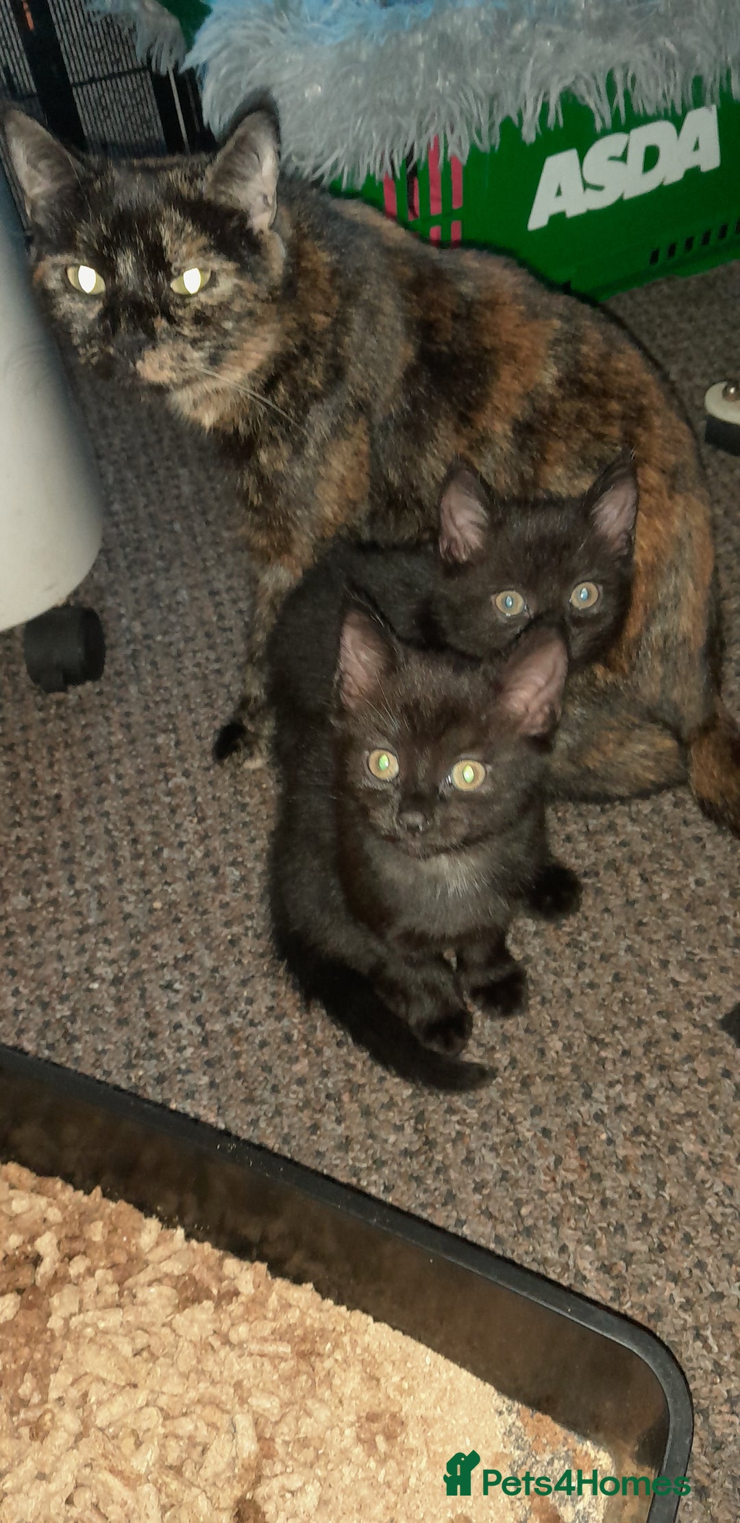 British Shorthair cats for sale: Two British short cat.  - Advert 1