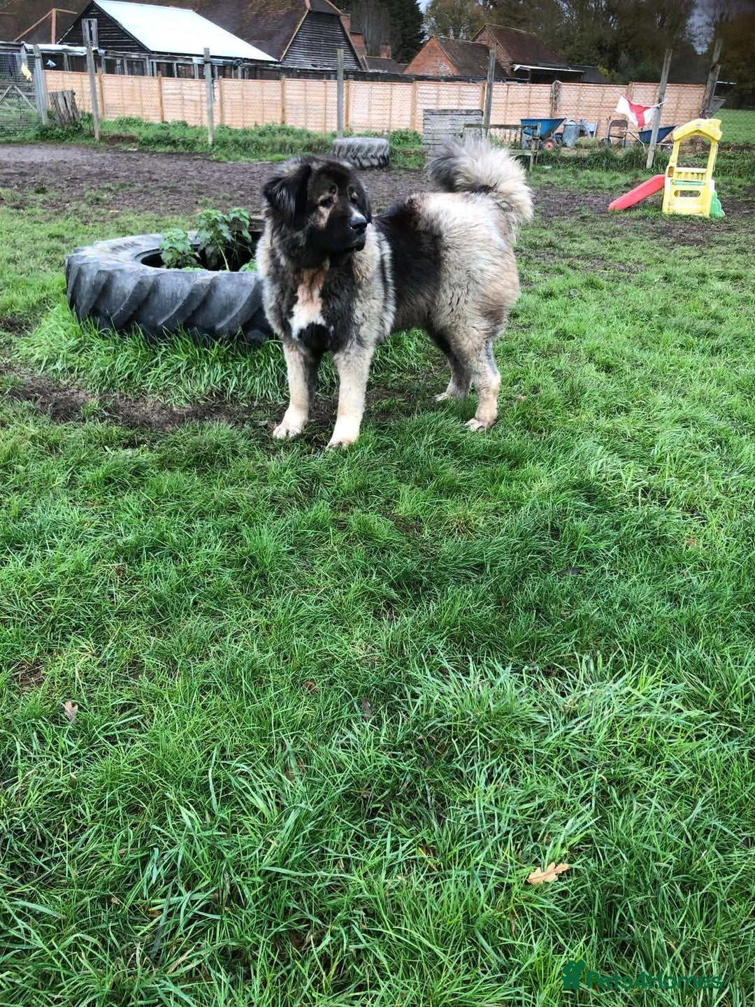 Caucasian Shepherd Dog dogs for sale: 🏡 ADOPT MISHA 🐾 FREE 🌟 Make a Christmas Miracle - Advert 4