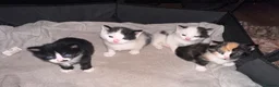 Mixed Breed cats for sale: Three beautiful playful kittens  - Advert 8
