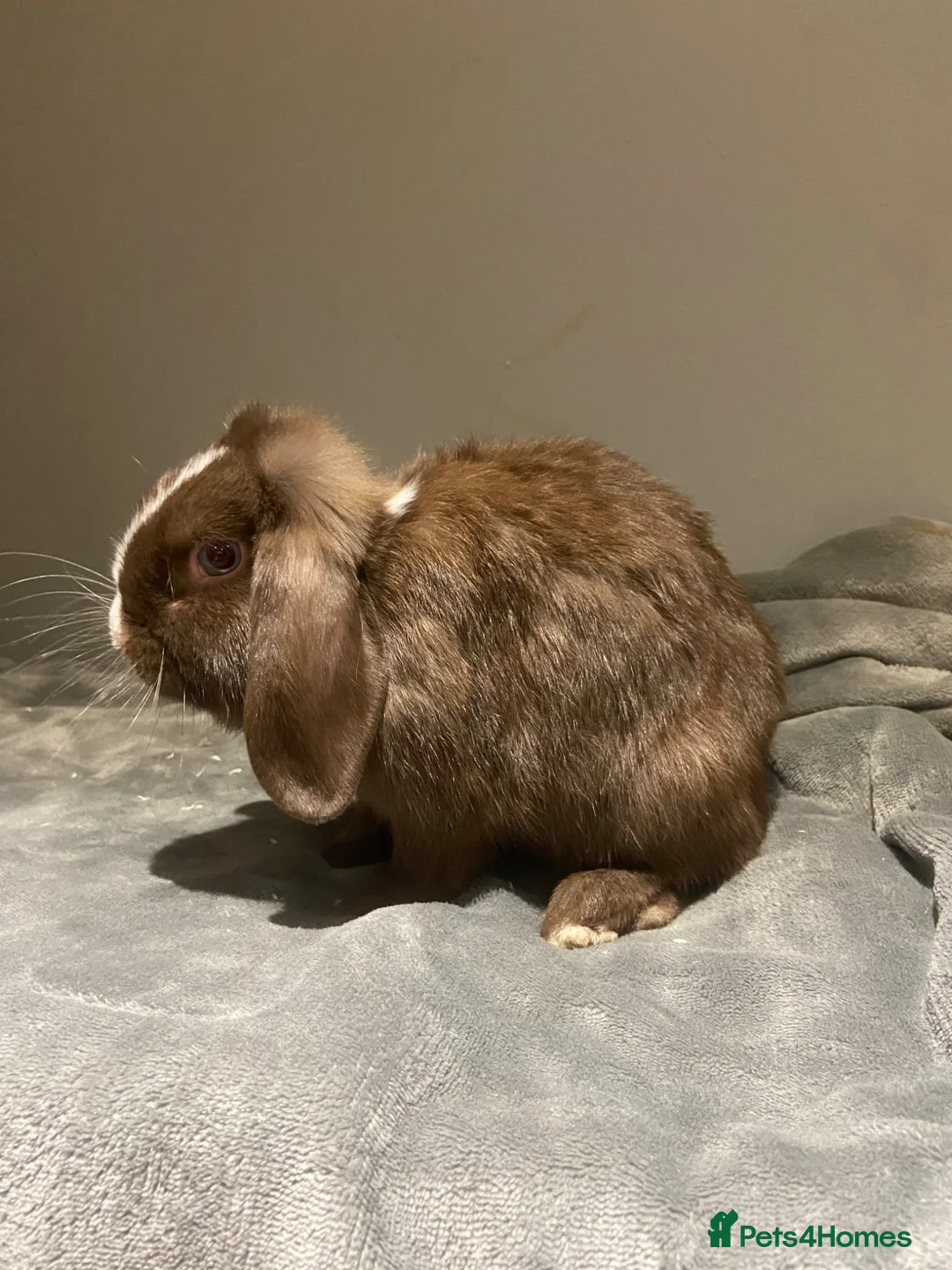 Mini Lop rabbits for sale: Female and male rabbit  - Advert 2