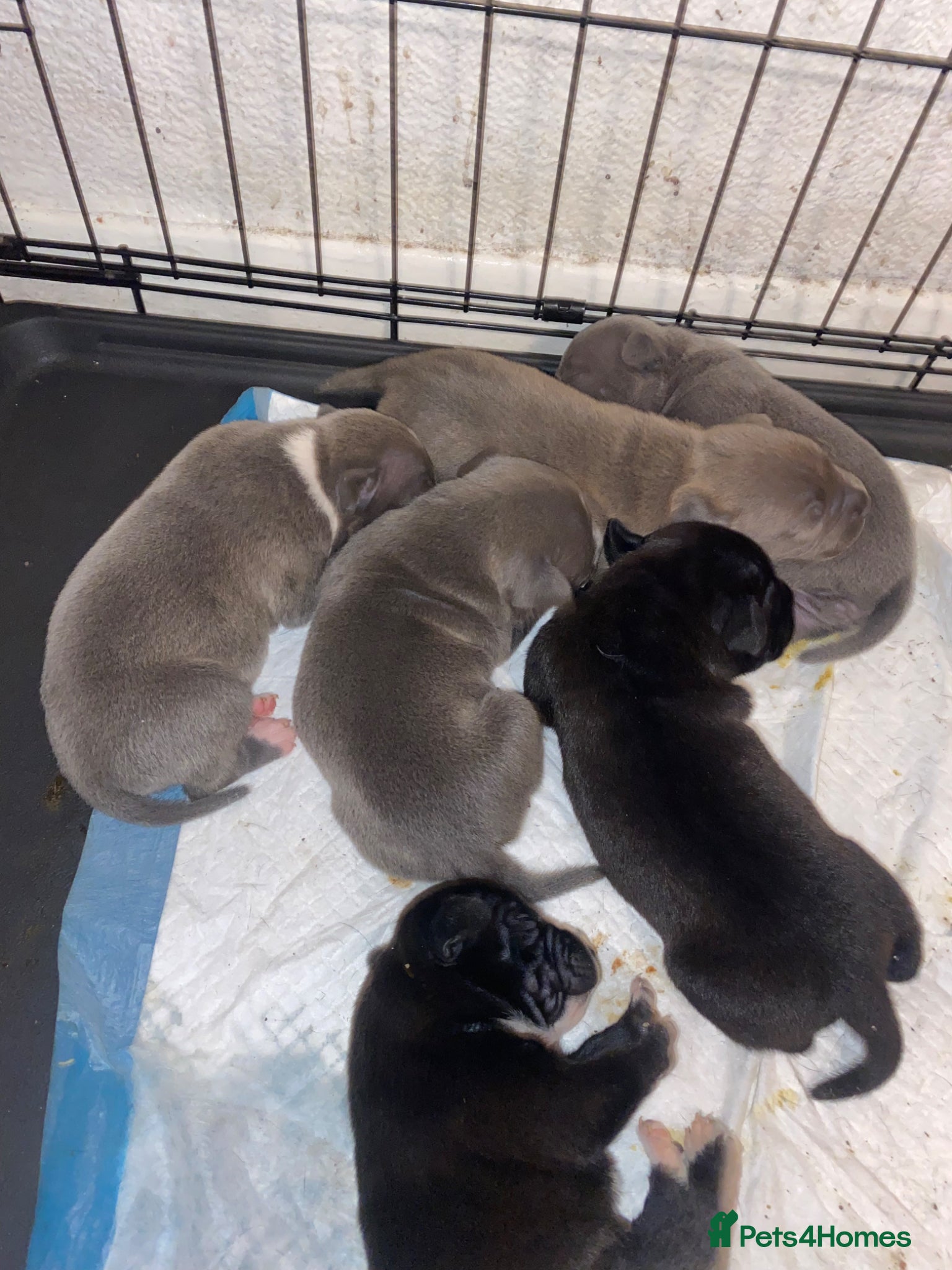 American Bull Staffy dogs 5 girls staffs 1 week old  - Advert 4