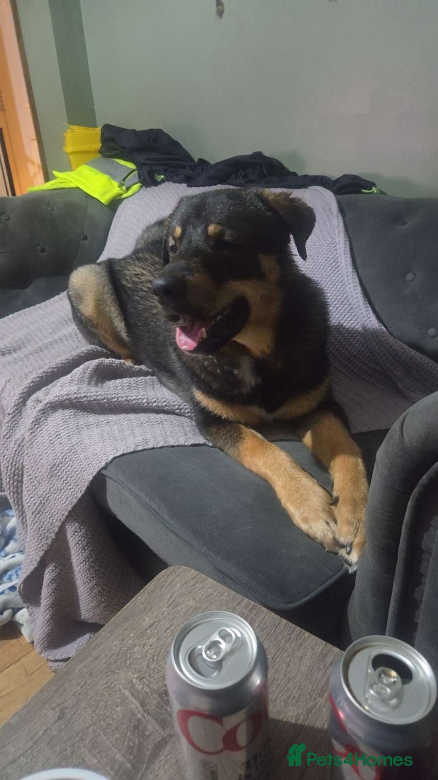 Mixed Breed dogs Rottsky for sale - Advert 10