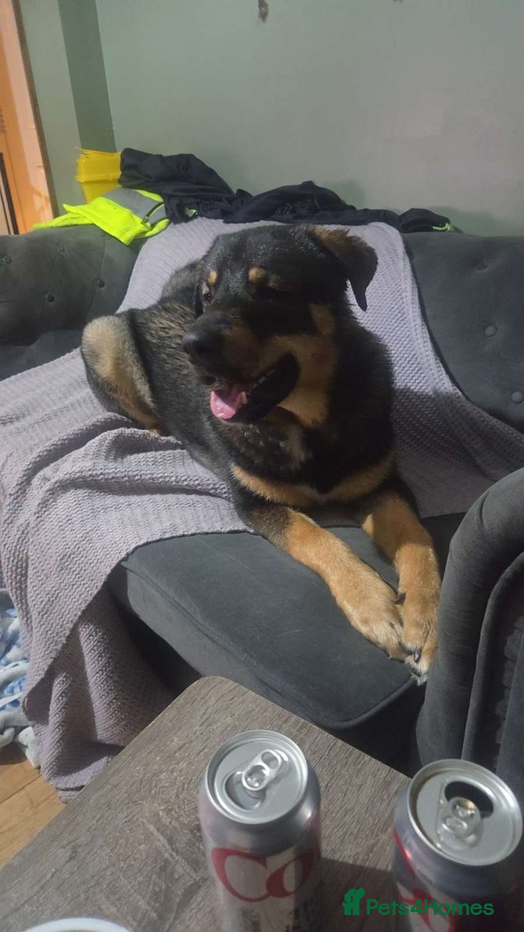 Mixed Breed dogs for sale: Rottsky for sale - Advert 1