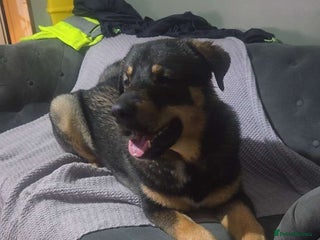 Mixed Breed dogs Rottsky for sale - Advert 1