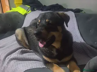 Mixed Breed dogs Rottsky for sale - Advert 13