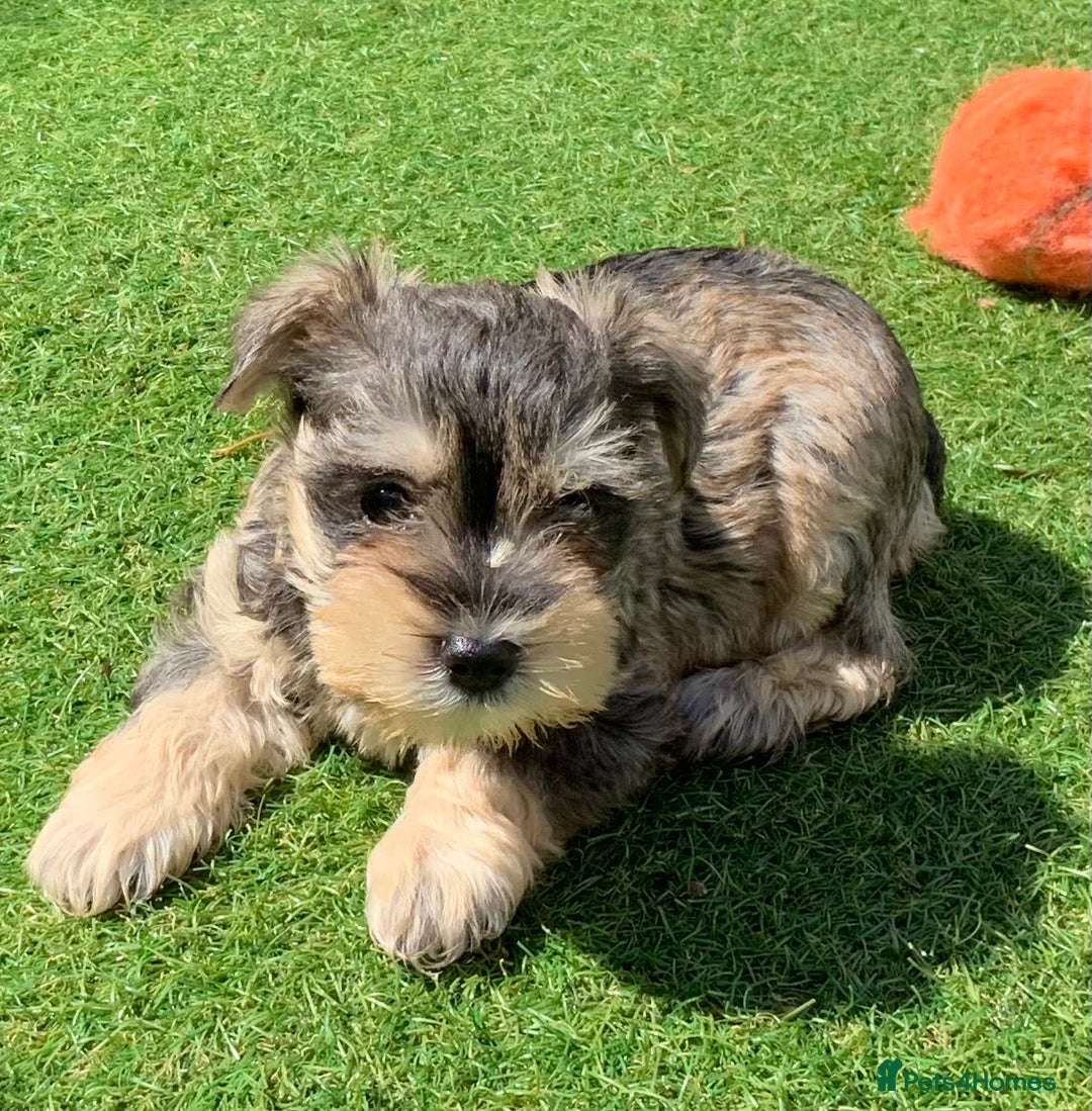 Miniature Schnauzer dogs for sale: Happy healthy miniature Schauzer puppies - Image 9
