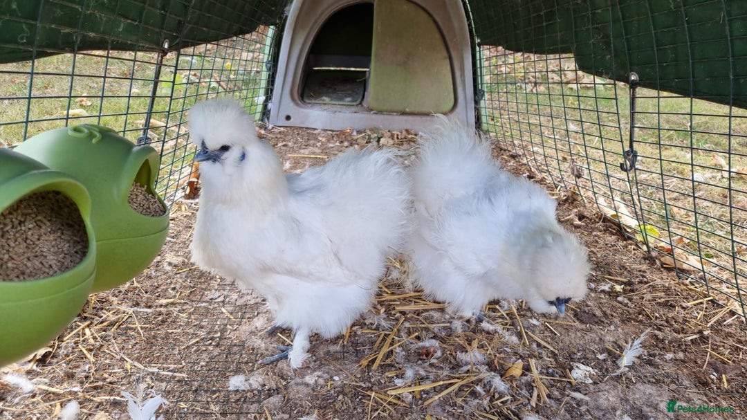 Chickens poultry for sale: Chickens & Omlet Eglu (2m run & accessories) - Image 4