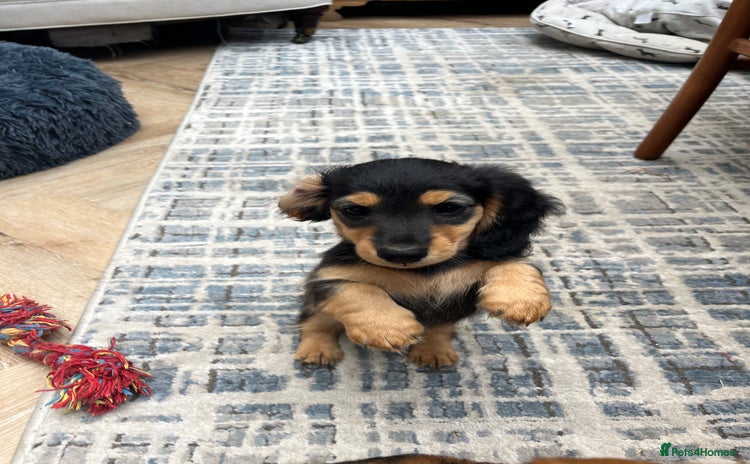 Miniature Dachshund dogs - Advert 10