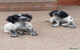 Cocker Spaniel dogs for sale: working type Cocker spaniel puppies available  - Image 4