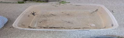 Stick Insects invertebrates for sale: Sunny stick insects in Salisbury - Advert 4