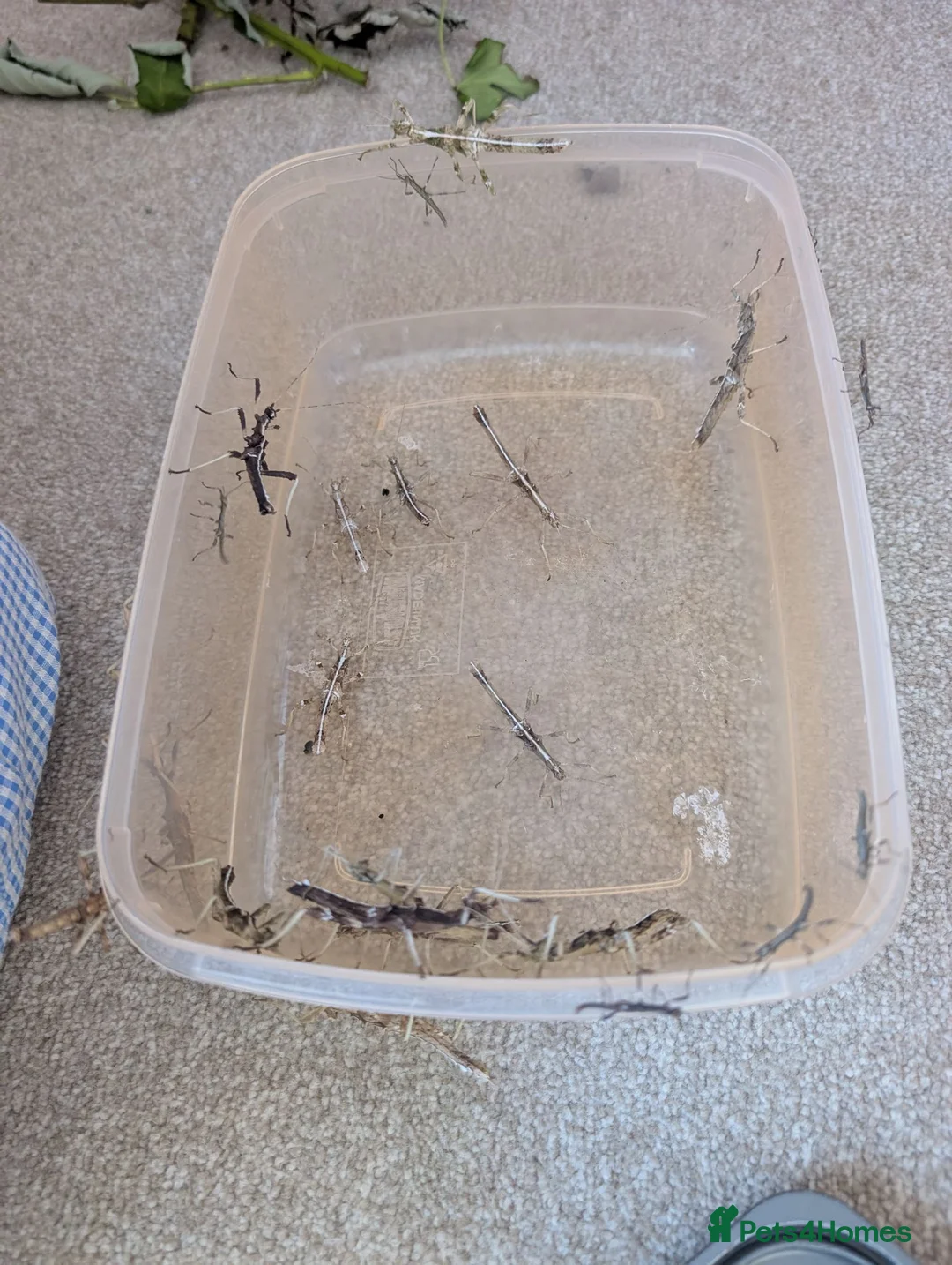 Stick Insects invertebrates for sale: Sunny stick insects in Salisbury - Advert 4