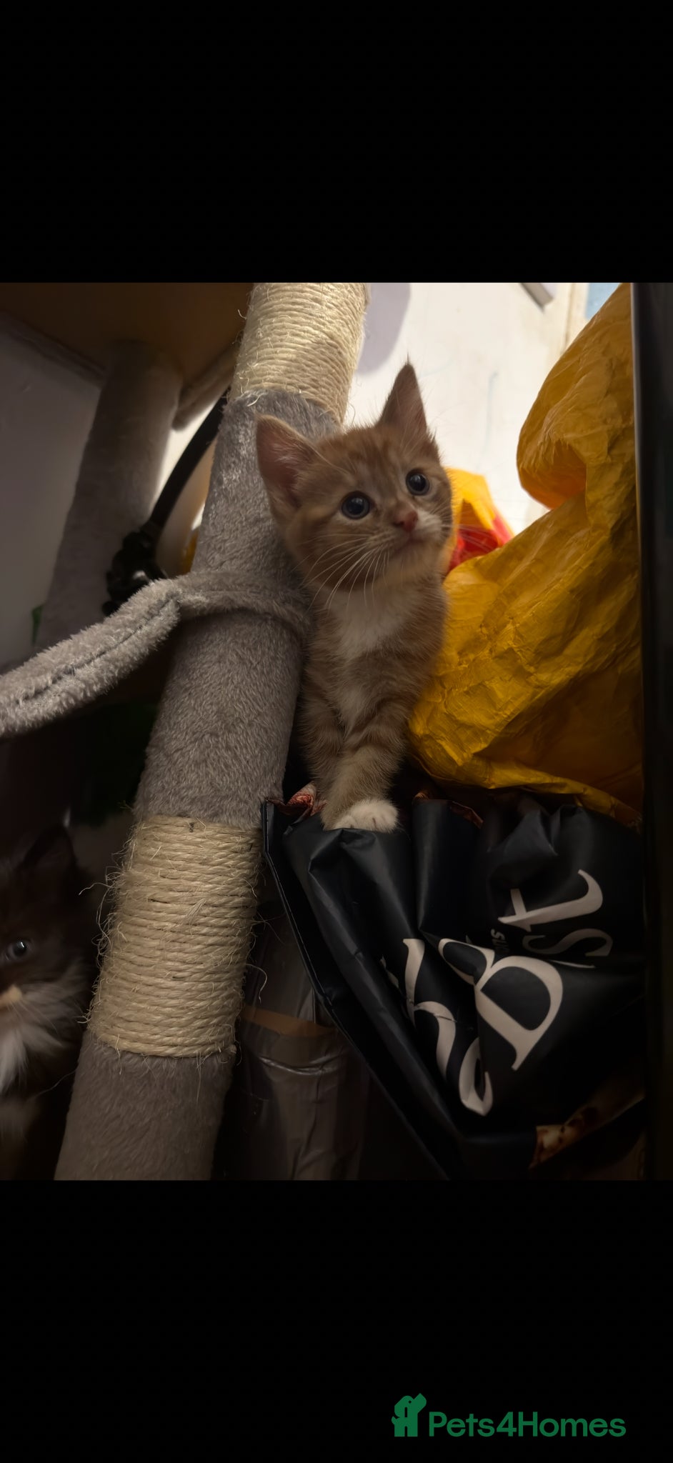 Mixed Breed Kitten 3