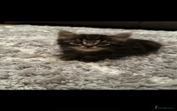 Mixed Breed cats for sale: Fluffy Adorable Kittens - Image 4