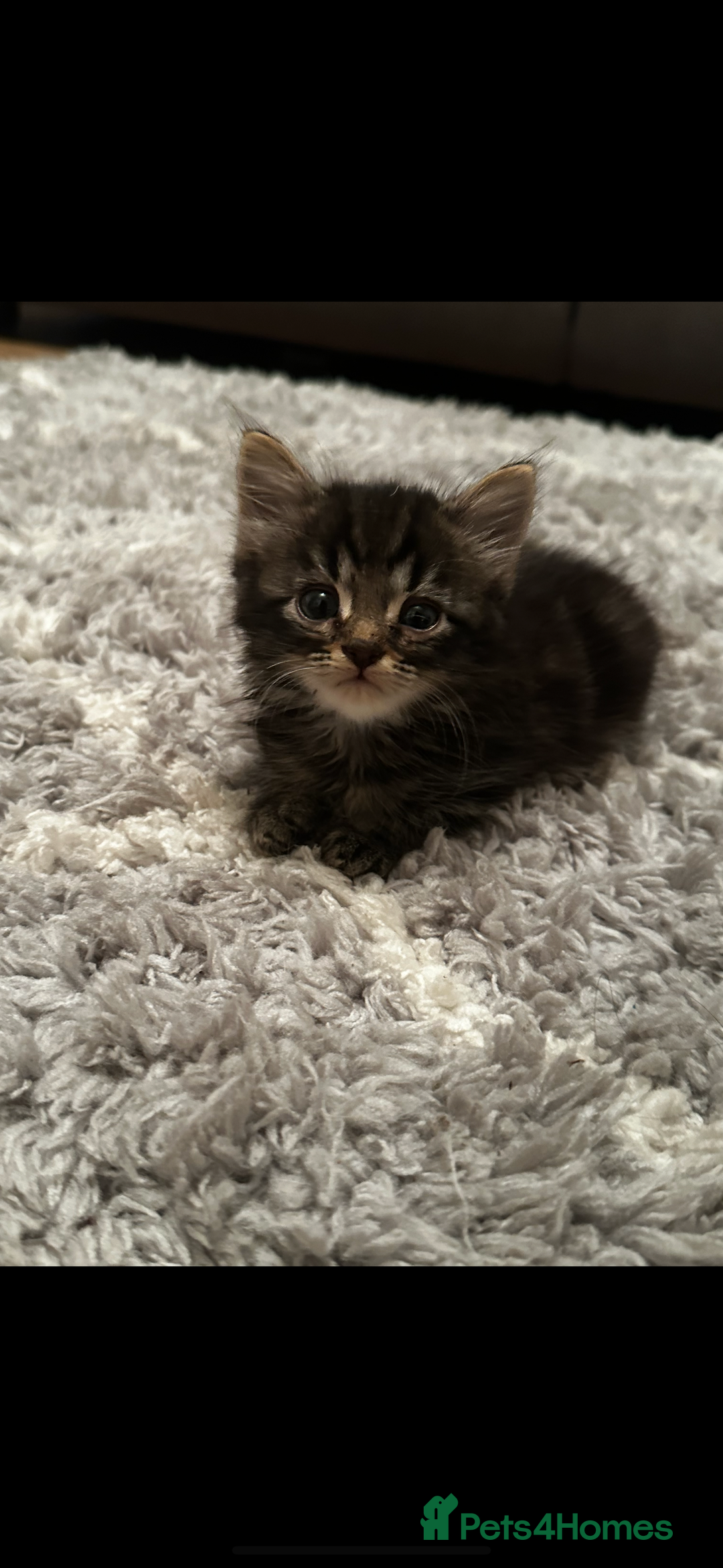 Mixed Breed cats for sale: Fluffy Adorable Kittens - Image 4