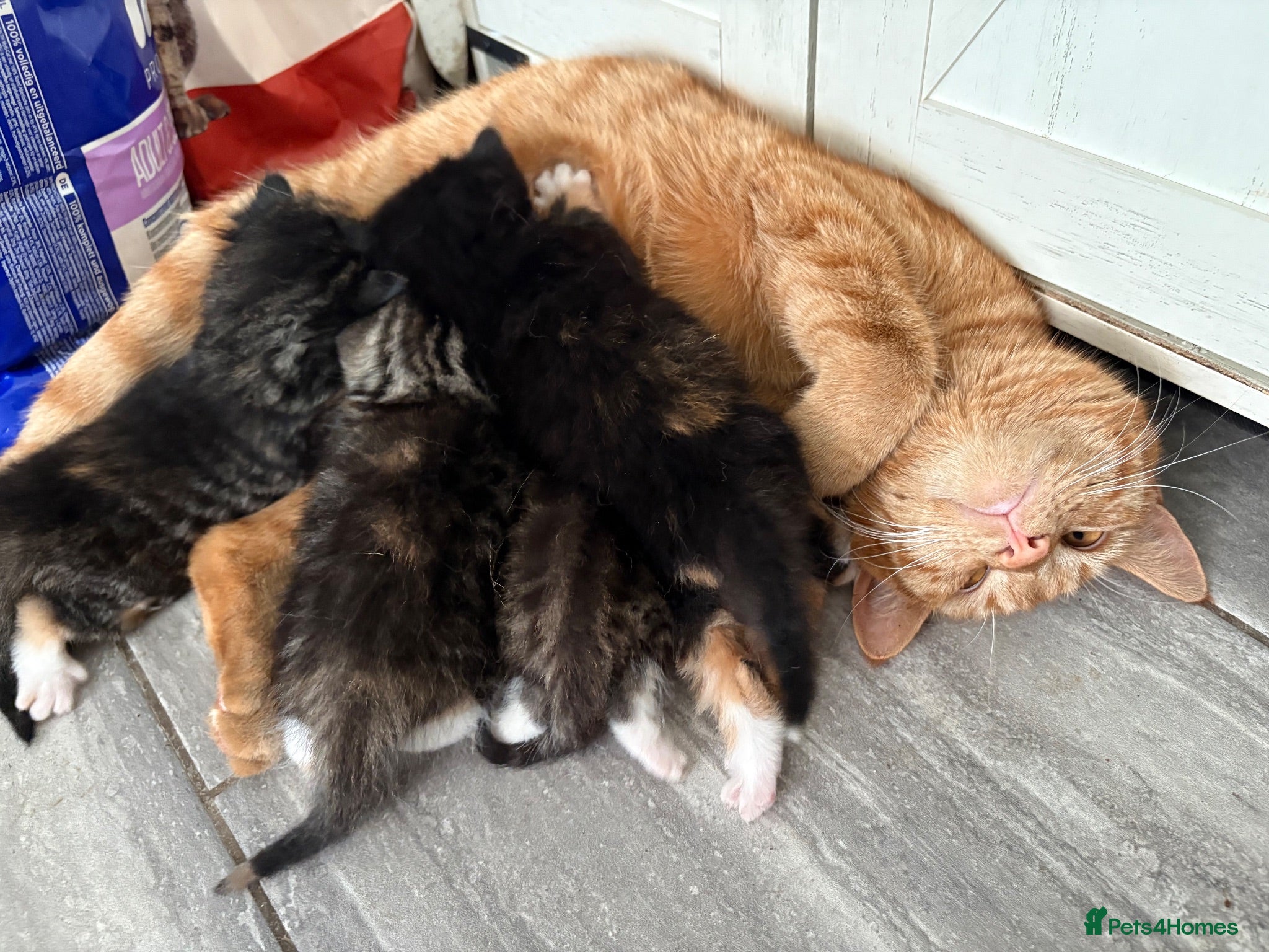 Mixed Breed cats  Stunning, Friendly & Confident Kittens - Advert 2
