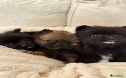 Pomeranian dogs for sale: 🐾 KC Registered Pomeranian Puppies 🐾 - Image 8