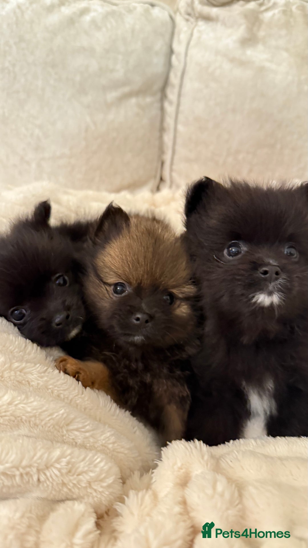 Pomeranian dogs for sale: 🐾 KC Registered Pomeranian Puppies 🐾 - Image 8