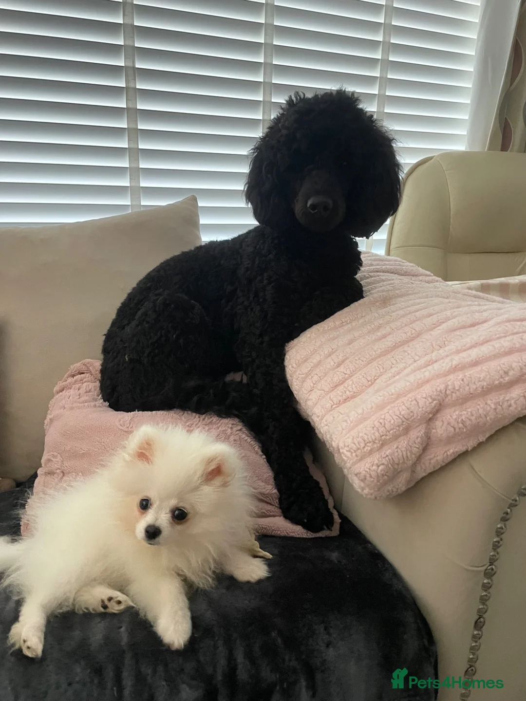 Poodle dogs for stud: Gorgeous poodle for stud only in Mold - Advert 6
