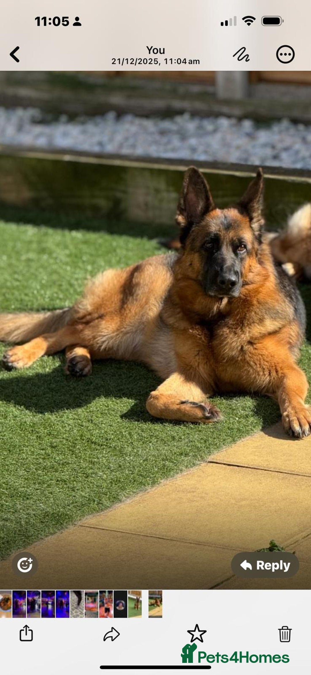 German Shepherd dogs for sale: Gorgeous German Shepherd Female for loving home - Advert 2