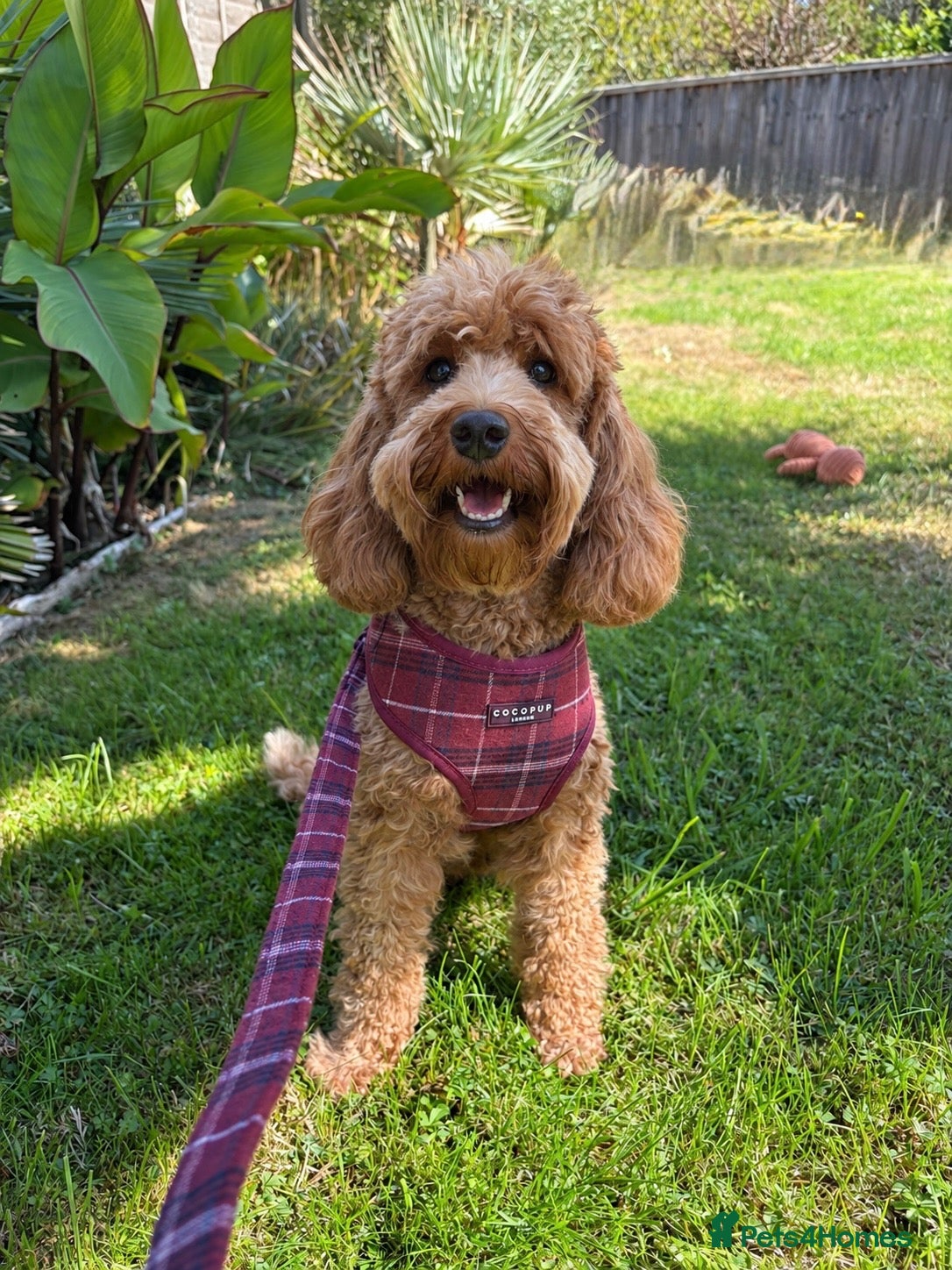 Cockapoo dogs Adult red cockapoo female  - Advert 1