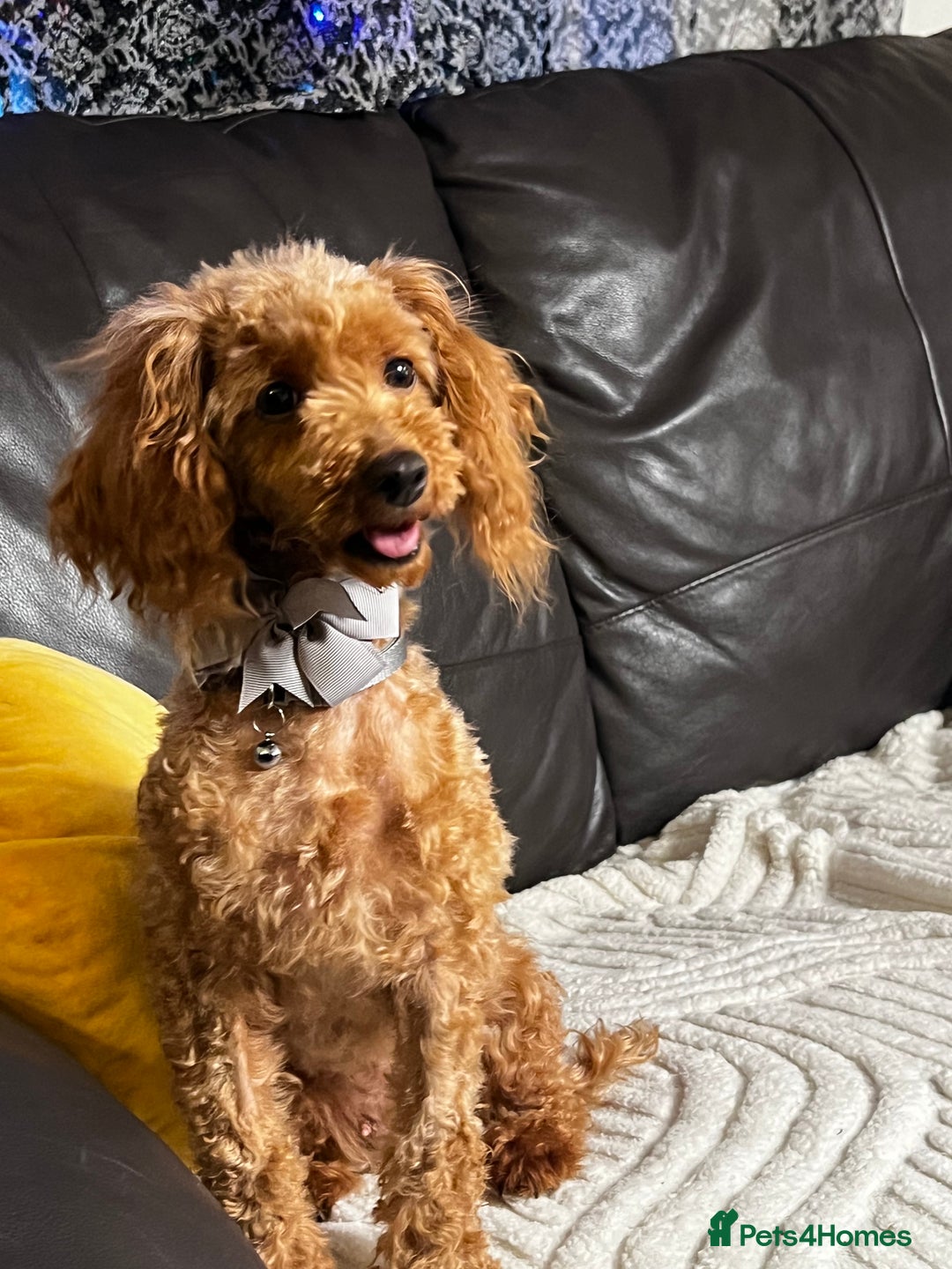 Toy Poodle dogs for sale: ❤️🐶 Gourgeous toy poodle female 🐶❤️ - Advert 4