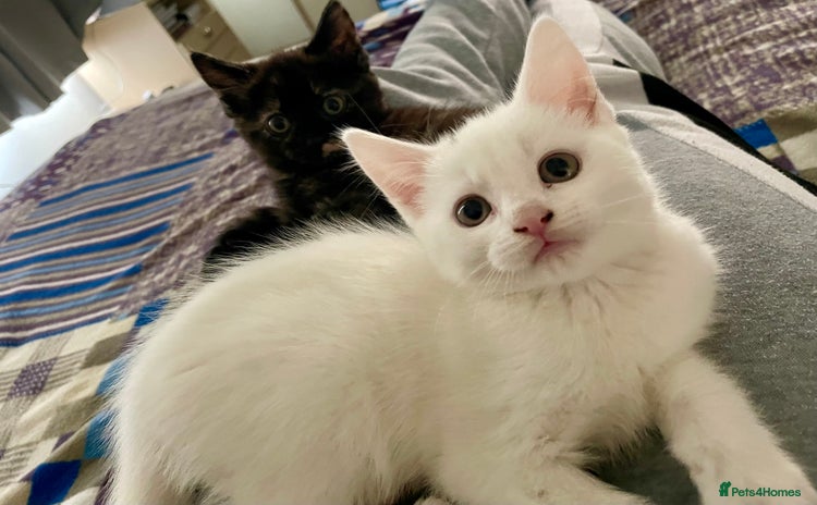 Turkish Angora cats - Advert 5