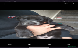 Mixed Breed dogs for sale: American Bulldog x Dobermann - Image 3