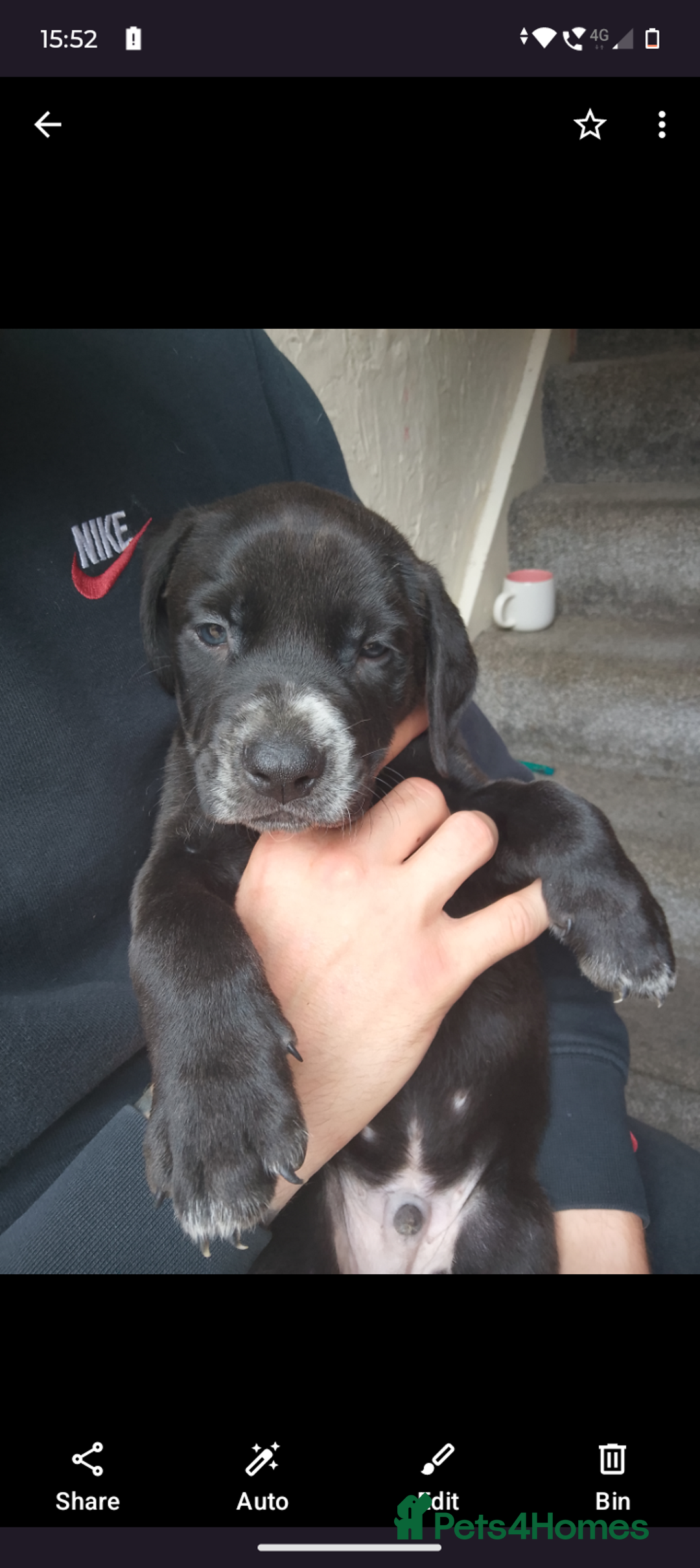 Mixed Breed dogs for sale: American Bulldog x Dobermann - Image 3