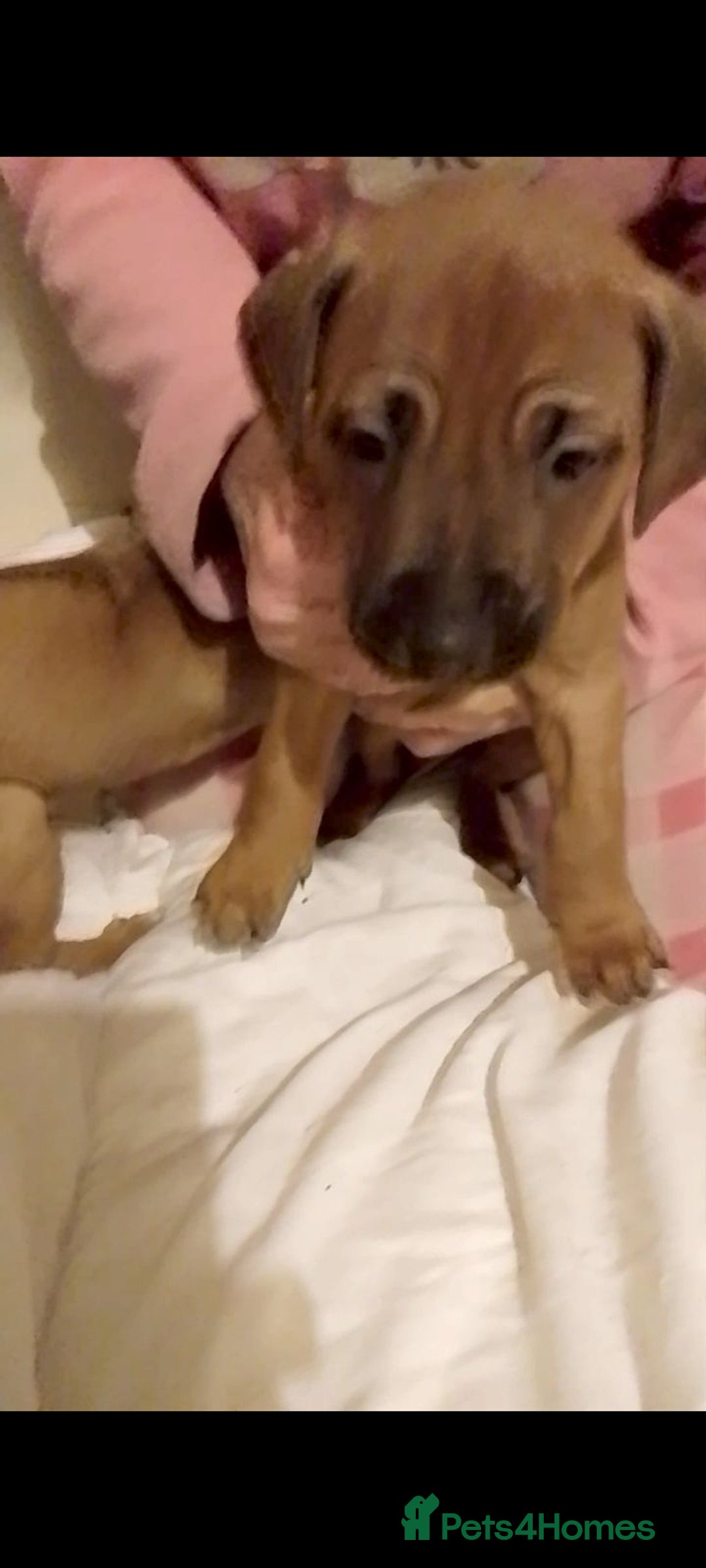 Rhodesian Ridgeback dogs for sale: Rhodesian Ridgeback Puppies - Advert 6