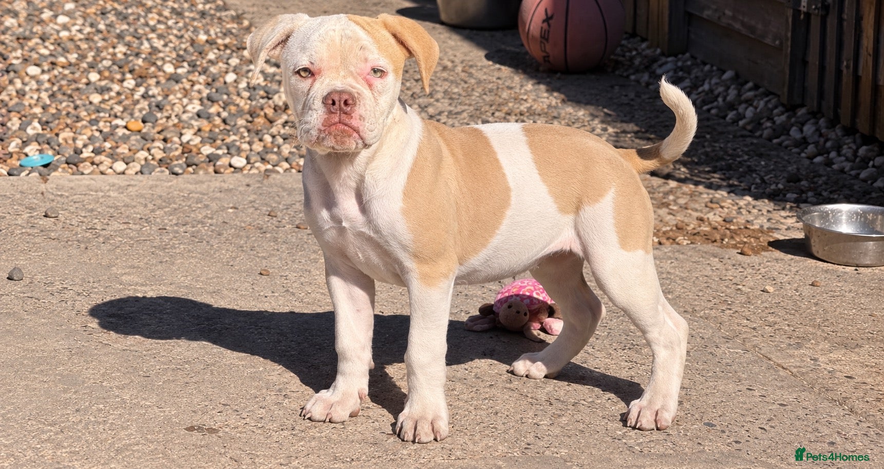 English Bulldog dogs Old English bulldog  - Advert 14