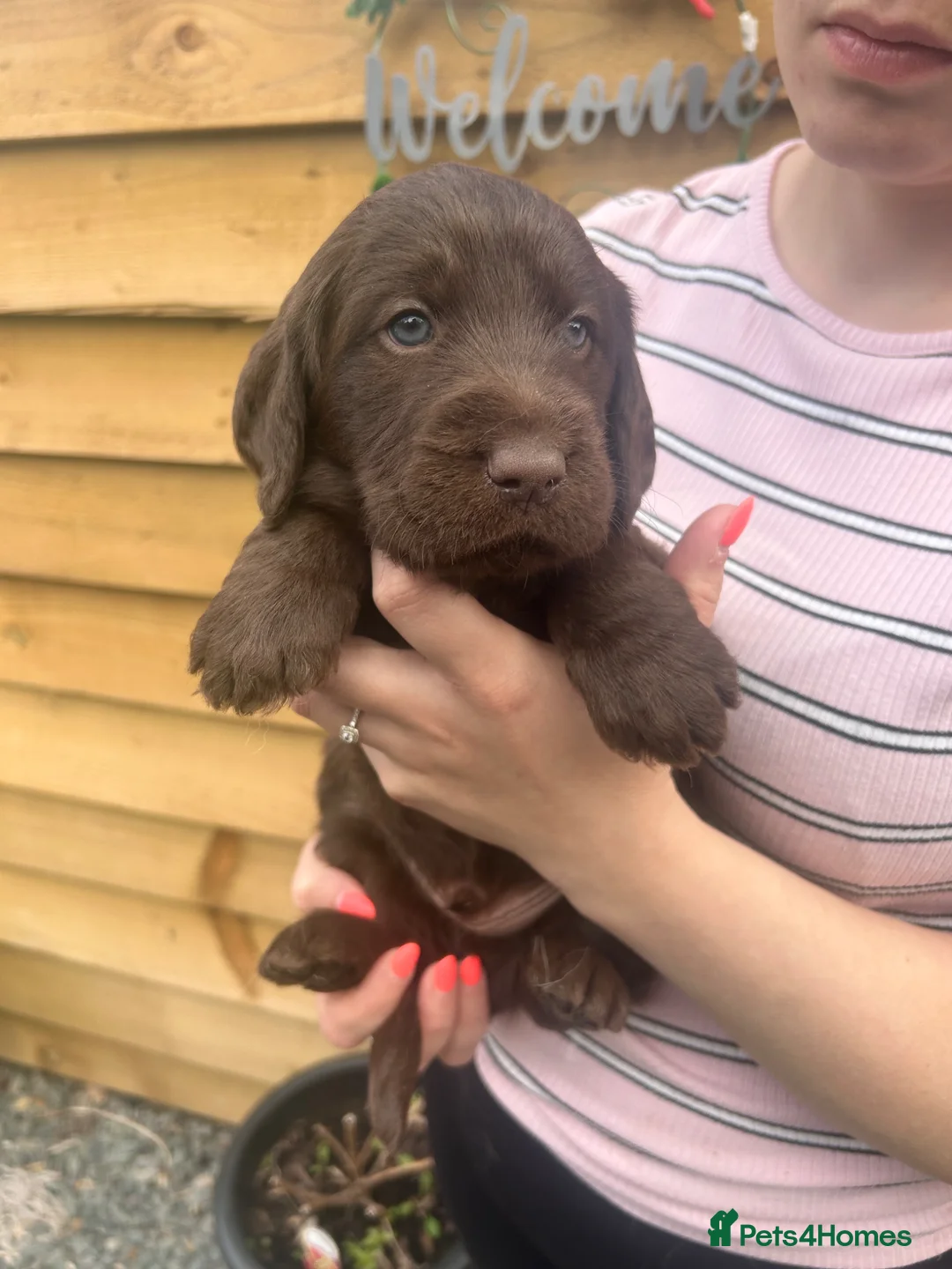 Labradoodle dogs for sale: F1 Labradoodle puppy’s  - Advert 2