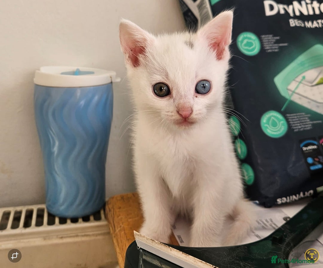 Turkish Angora cats for sale: White Turkish Angora kittens 😸 😍 ♥️  - Advert 13