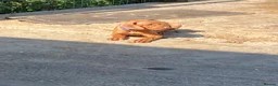 Hungarian Vizsla dogs for sale: LOVINGLY HANDLED WH HUNGARIAN vizsla puppies - Advert 10