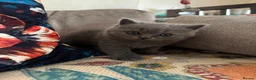 British Shorthair cats for sale:  Adorable kittenBlue British Shorthair  GCCF - Advert 9