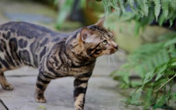 Bengal cats for sale: Looking for the best homes for our retired Bengals - Image 14