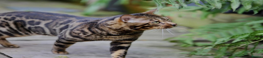 Bengal Kitten 3 Albus