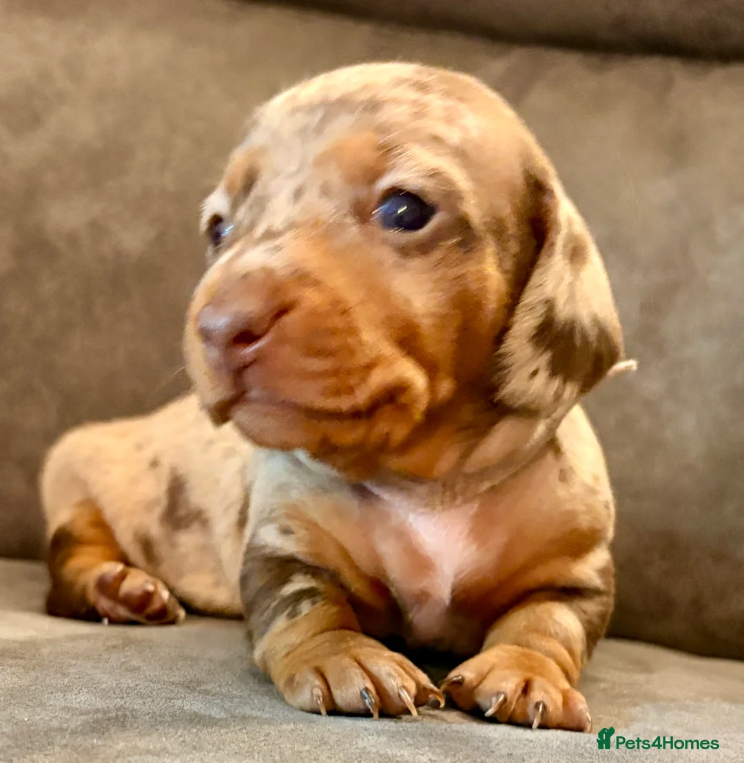 Miniature Dachshund dogs for sale: Miniature dachshunds  - Advert 21