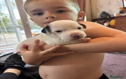 Jack Russell dogs for sale: Beautiful, big and healthy jack Russell pups - Image 4