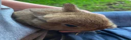 Netherland Dwarf rabbits for sale: Reserved! - Advert 3