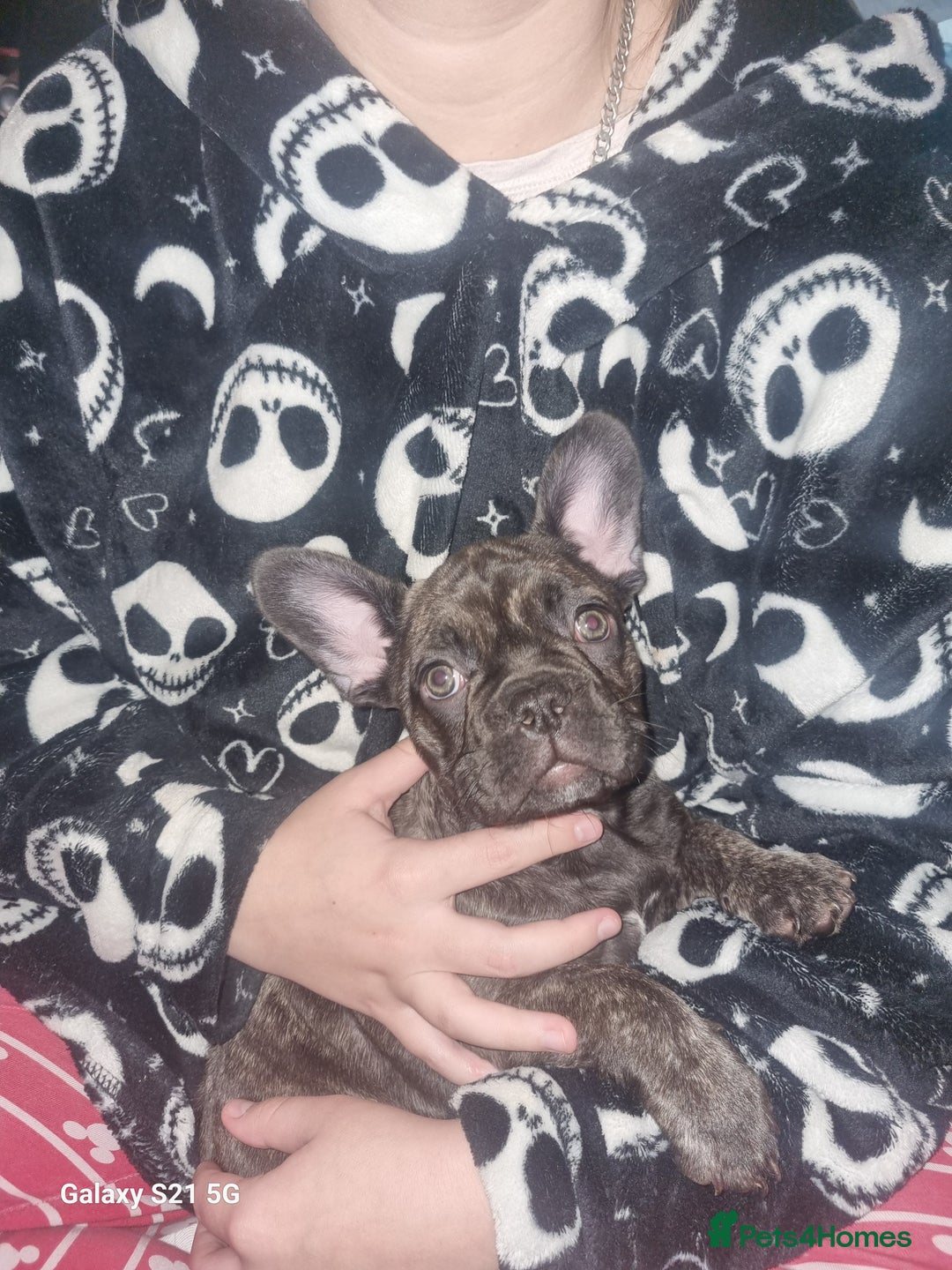 French Bulldog dogs for sale: French bulldogs for sale - Advert 3