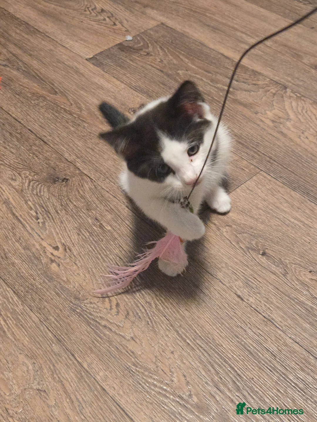 Mixed Breed cats for sale: 🐾 6 Adorable Kittens Looking for Loving Homes 🐾 - Advert 2